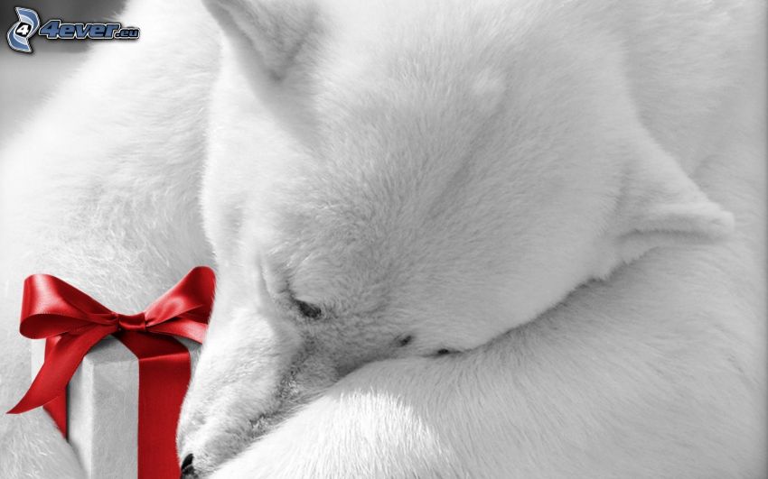 oso polar, dormir, regalo