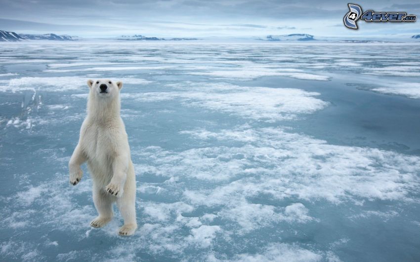 oso polar, mar, hielo