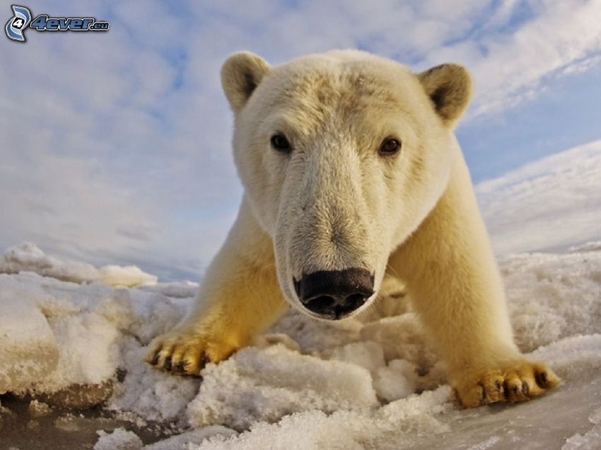 oso polar, nieve