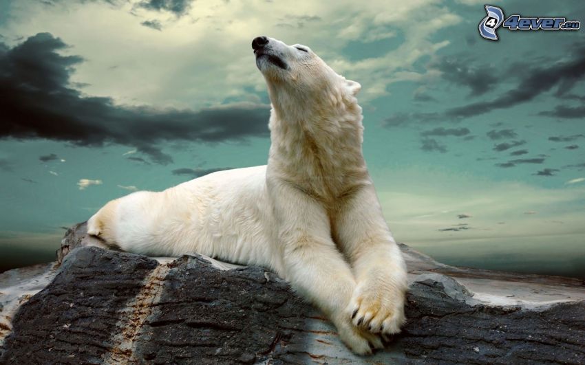 oso polar, roca, nubes