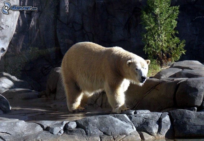 oso polar, roca
