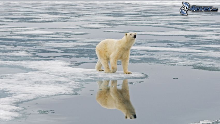 oso polar, témpanos de hielo