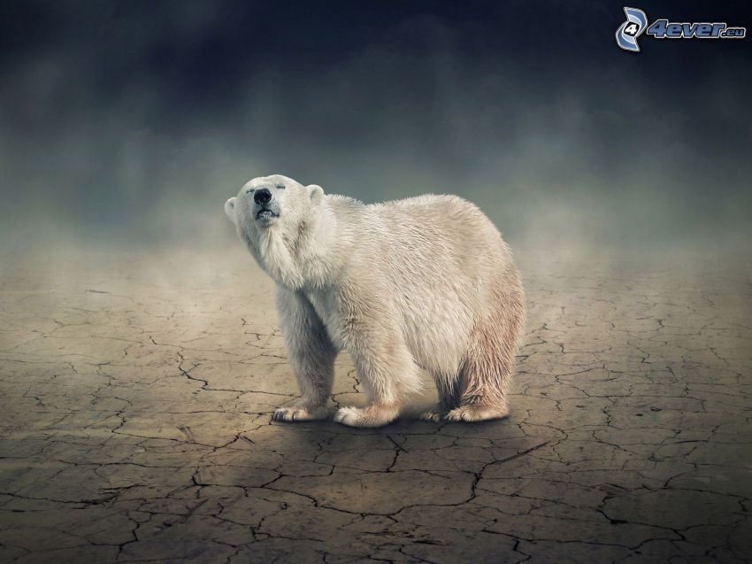 oso polar, tierra seca