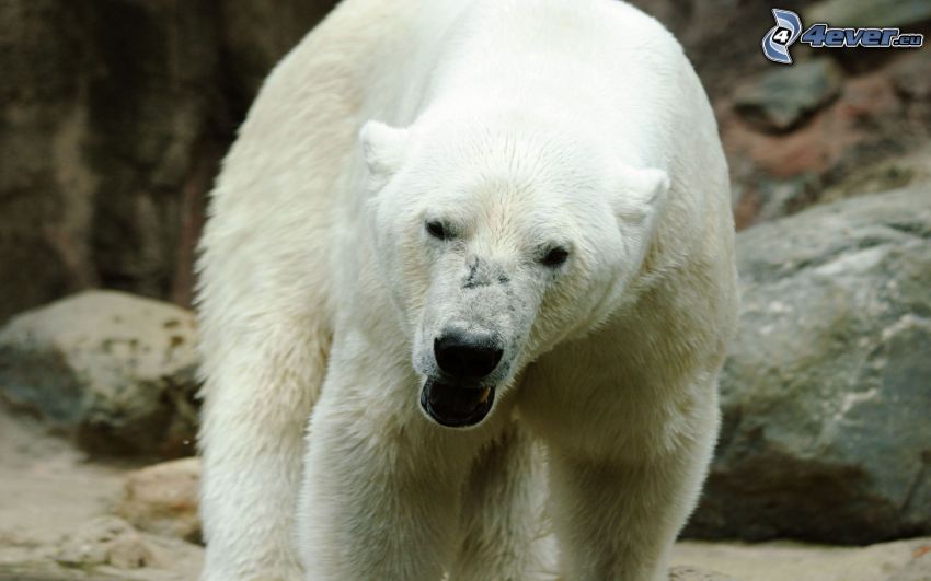 oso polar