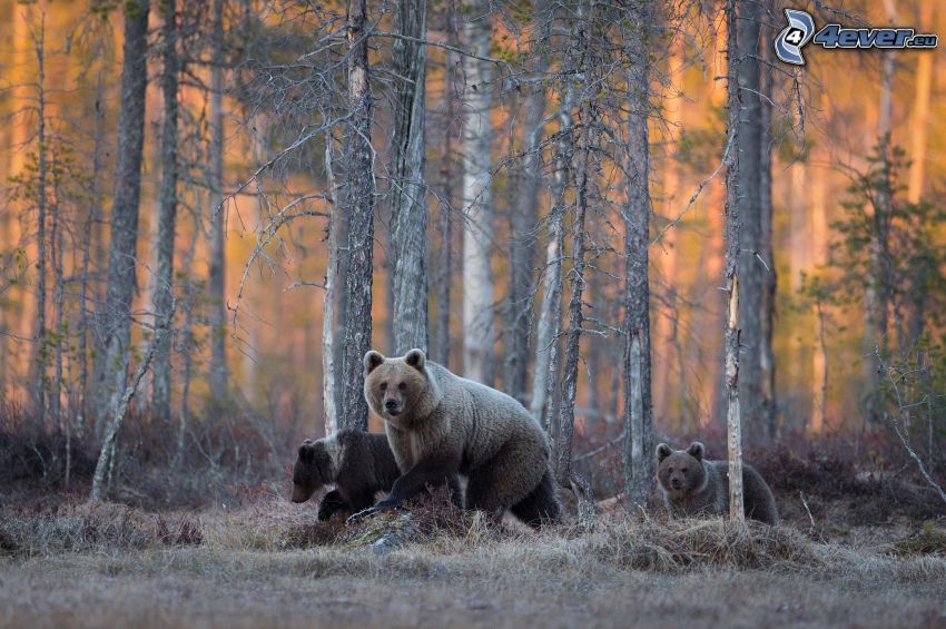 osos marrones, bosque