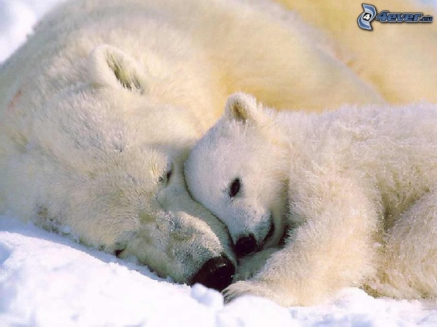 osos polares, cachorro, amor, descanso, invierno, Polo norte, nieve