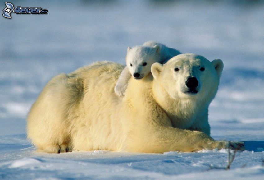 osos polares, cachorro, nieve