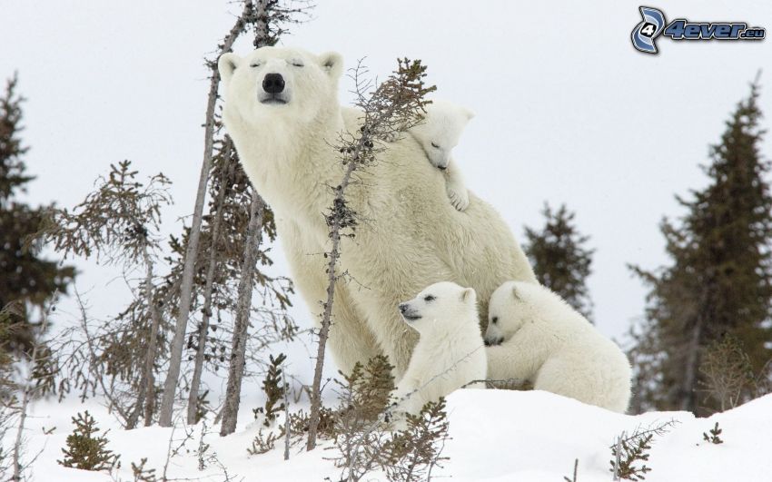 osos polares, crías, nieve, bosque