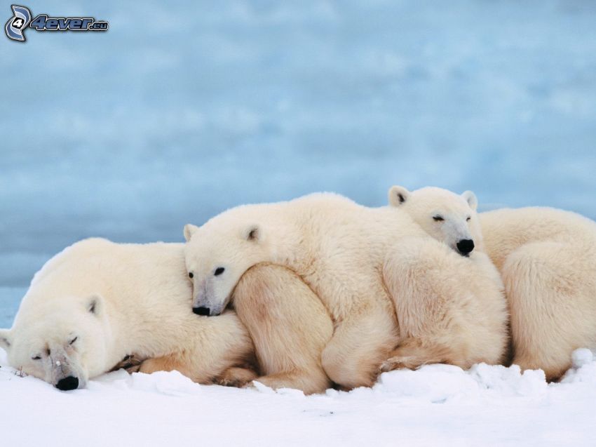 osos polares, dormir