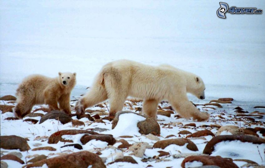 osos polares, invierno, rocas, saisaje salvaje