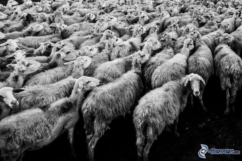ovejas, manada de animales, Foto en blanco y negro