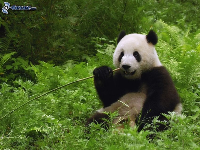 panda, bambú, selva, alimento