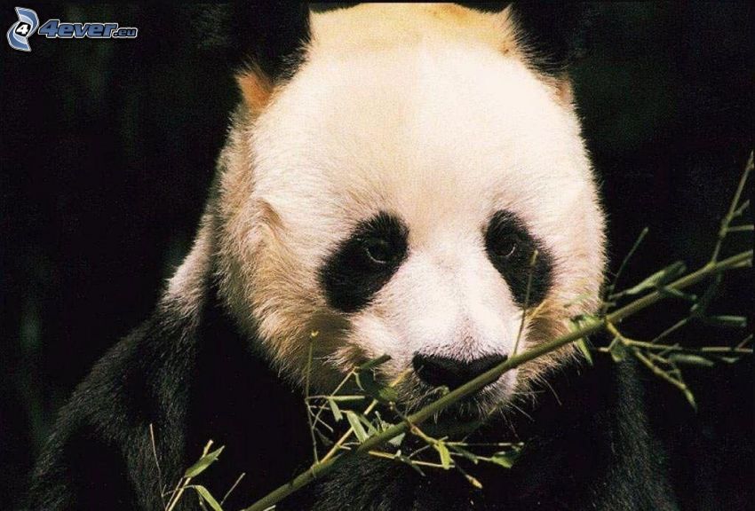 panda, bambú