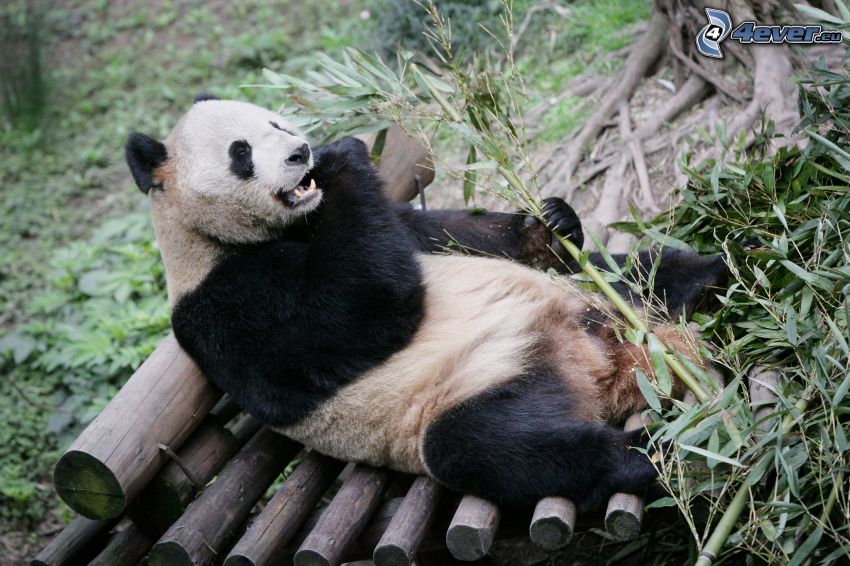panda, descanso