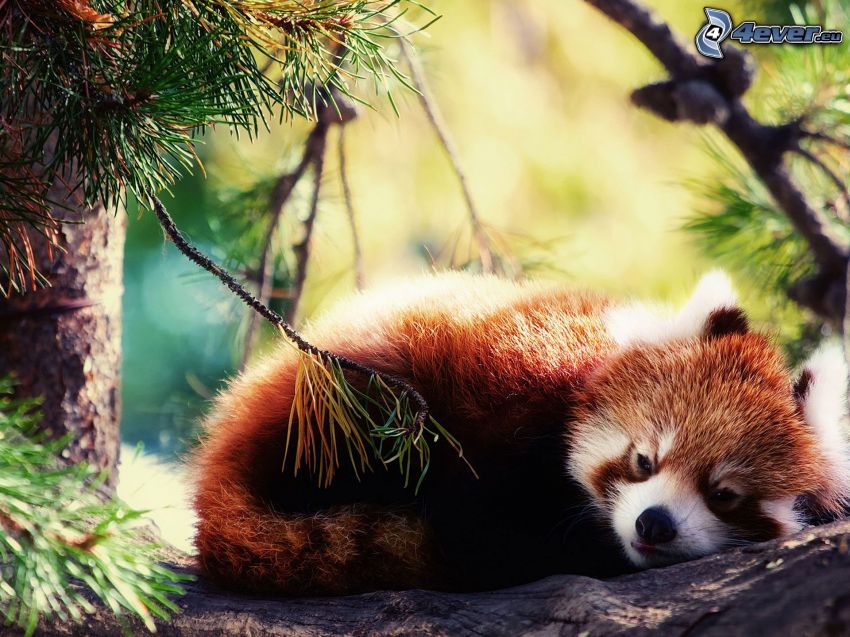 panda roja, descanso