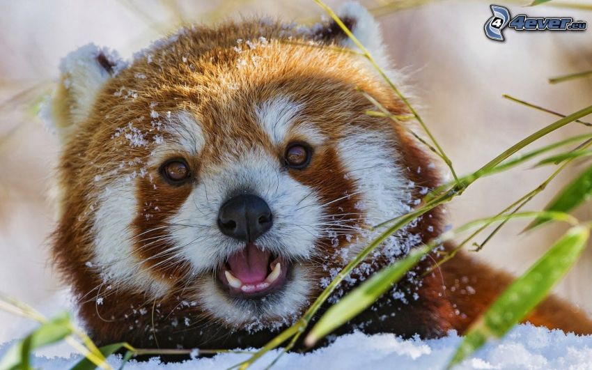 panda roja, nieve
