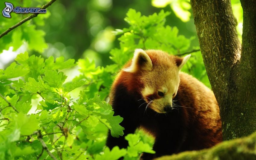 Panda rojo en árbol, bosque, osito
