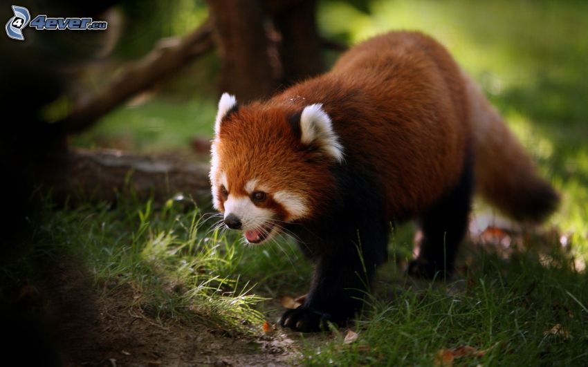 pequeño panda rojo