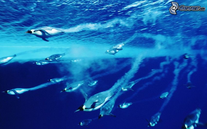 pingüinos en el mar