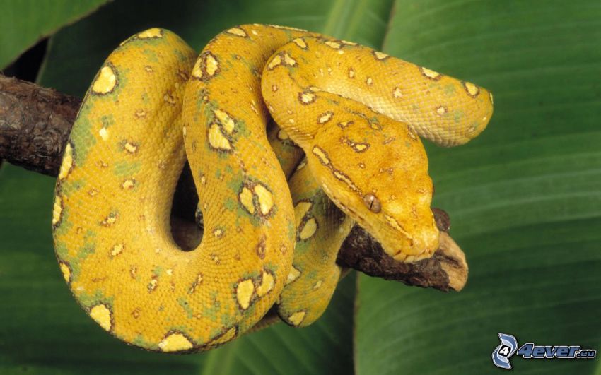 pitón, serpiente amarilla