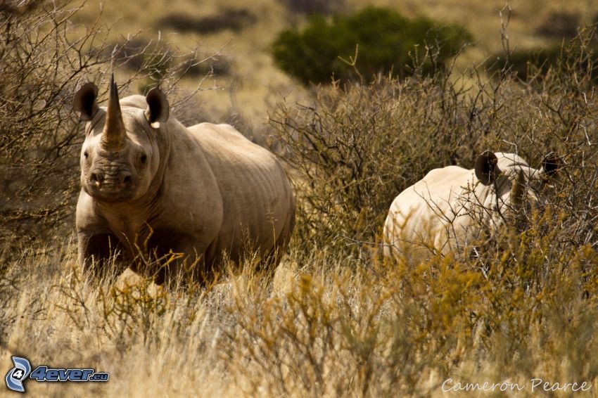 Rinoceronte, Arbustos
