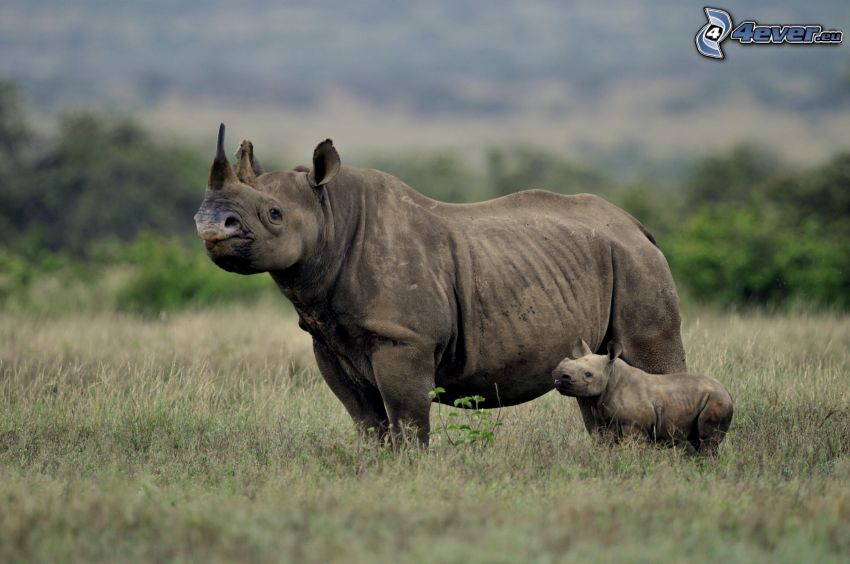 Rinoceronte, cachorro de rinoceronte