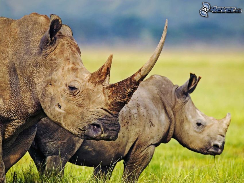 Rinoceronte, hierba
