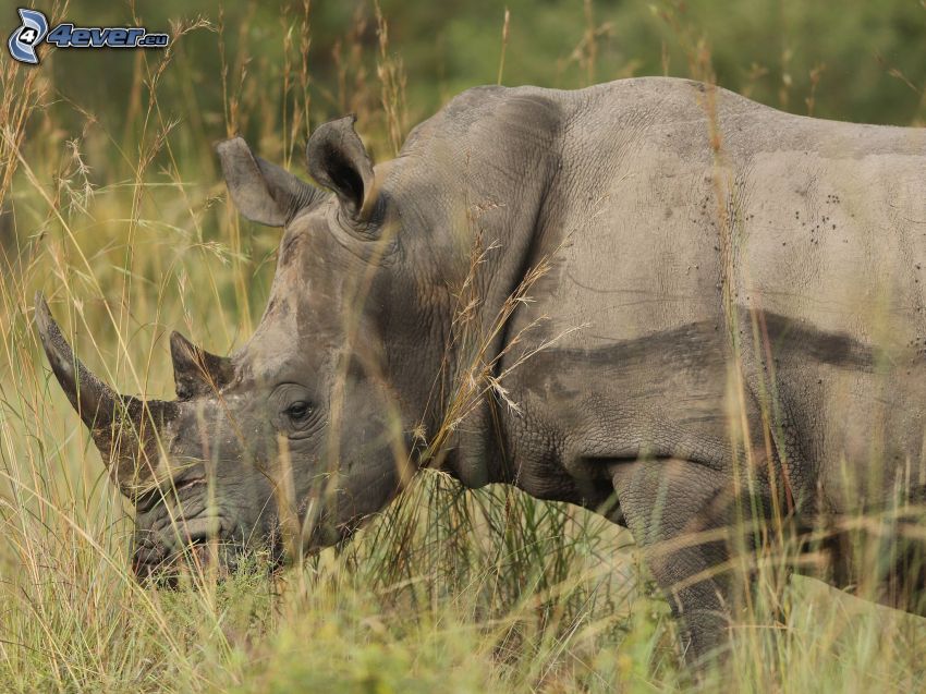 rinoceronte, hierba alta