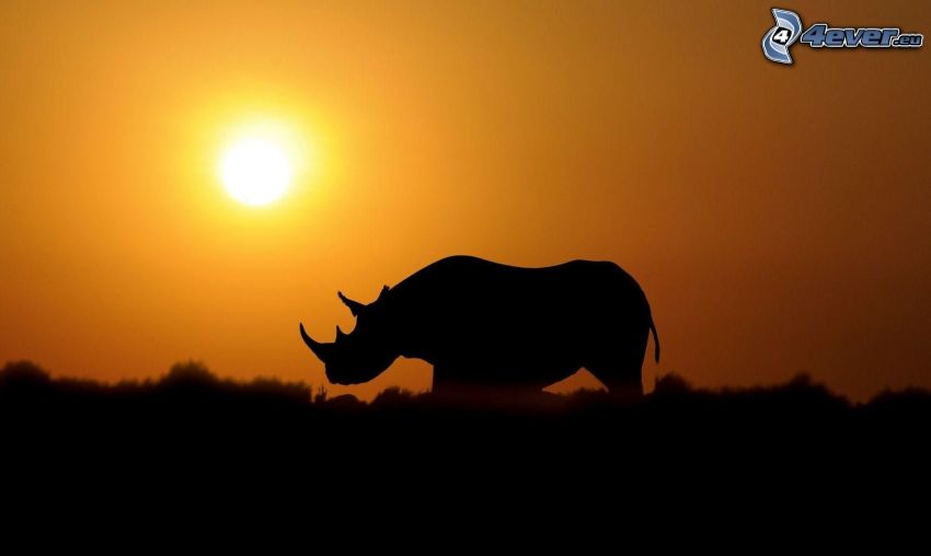 rinoceronte, silueta, puesta de sol en la sabana