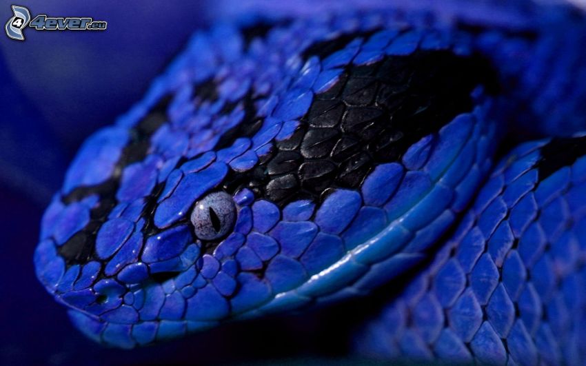 serpiente azul, cabeza