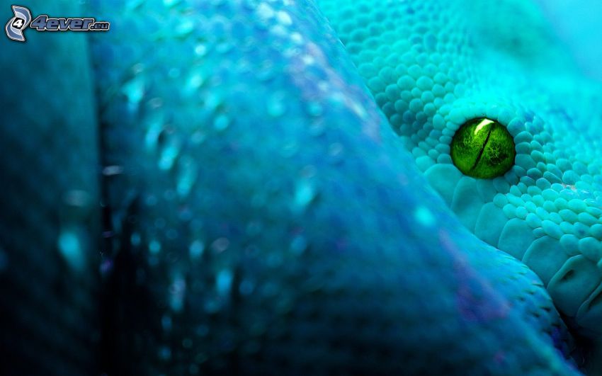 serpiente azul, ojo verde