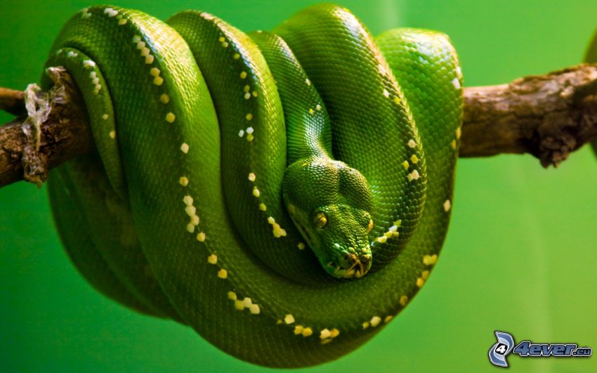 serpiente verde, rama, cobra