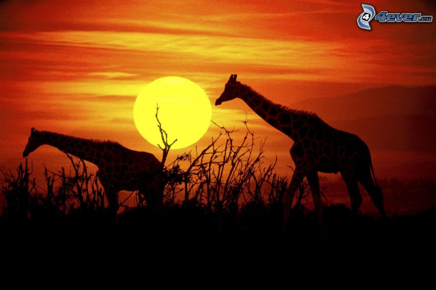 siluetas de jirafas, puesta de sol anaranjada