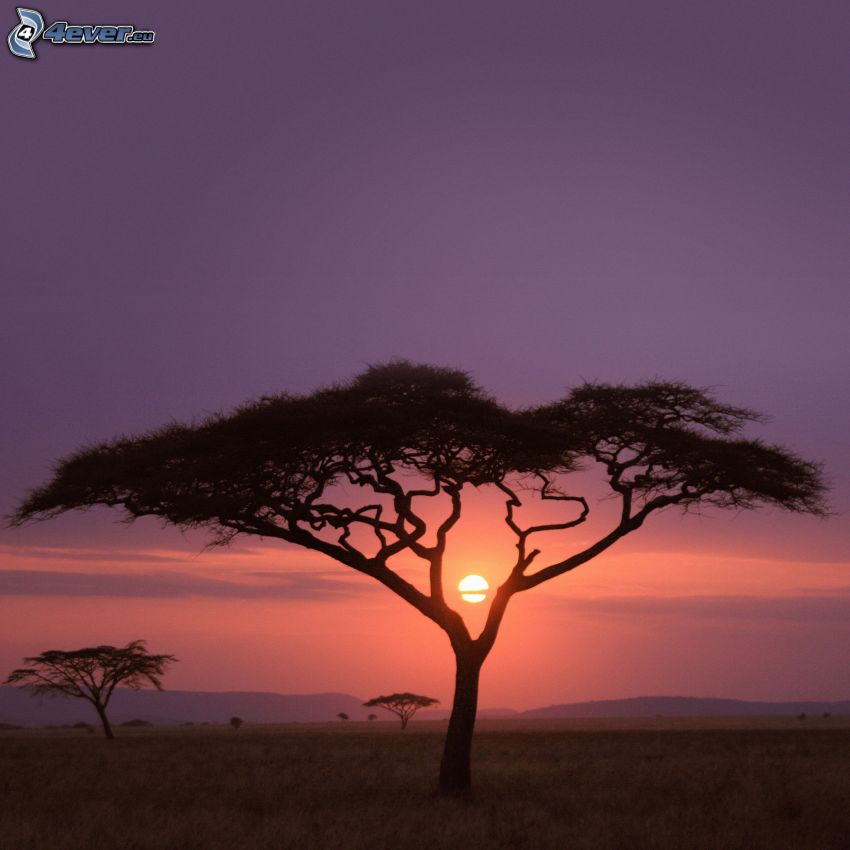 siluetas de los árboles, Safari, cielo púrpura, puesta del sol