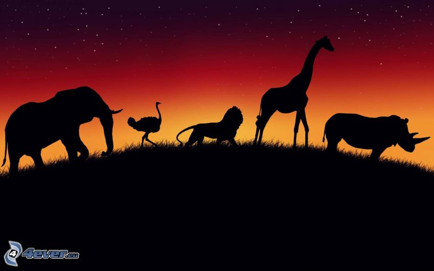 siluetas de los elefantes, la silueta de la jirafa, rinoceronte, león, emú, cielo rojo