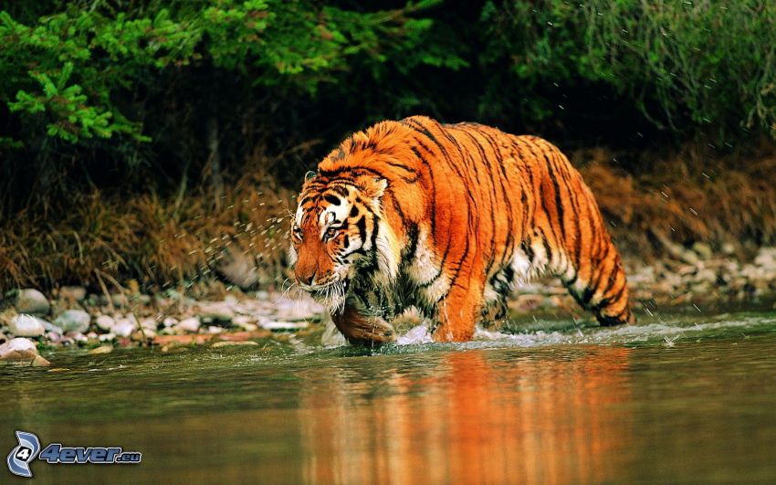 tigre, agua