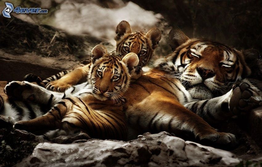 tigre, crías, dormir