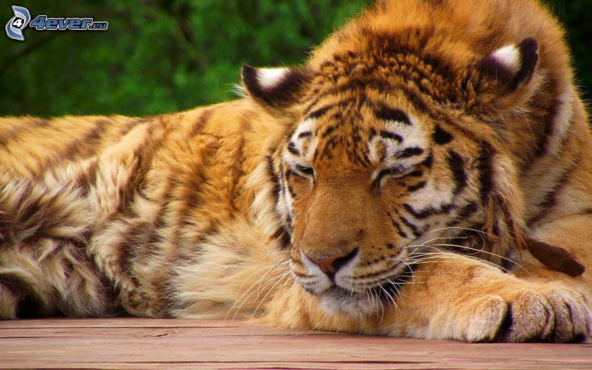 tigre, dormir