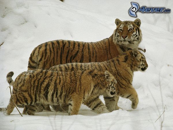 tigre, invierno, nieve