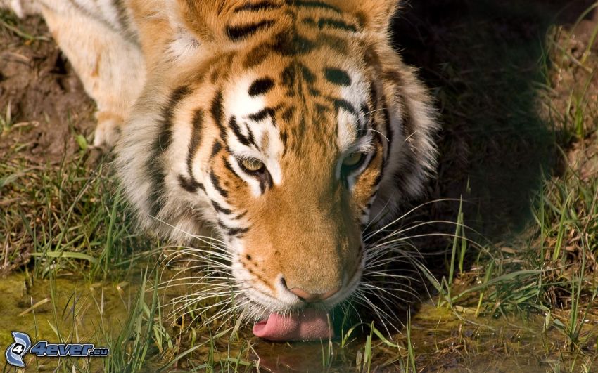 tigre, lengua