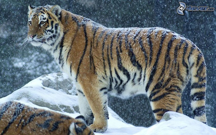 tigre, nieve