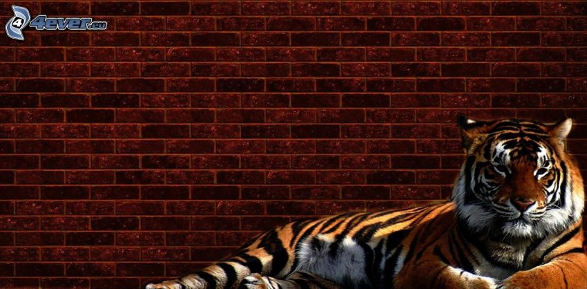 tigre, pared de ladrillo