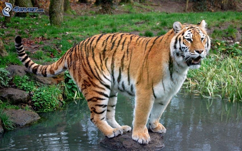 tigre, piedra, agua