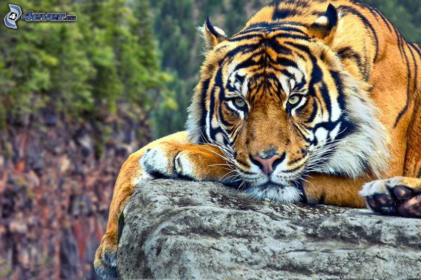tigre, roca