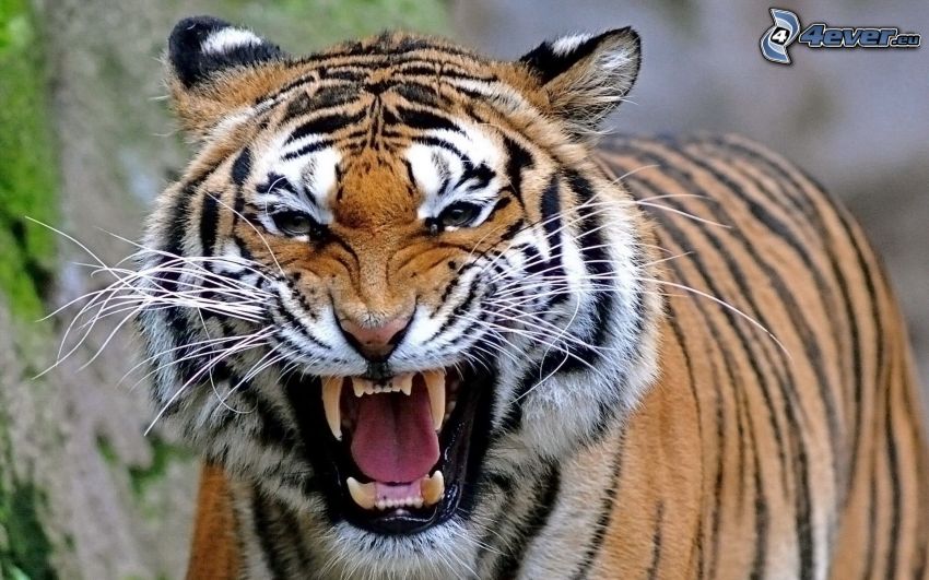 tigre, rugido