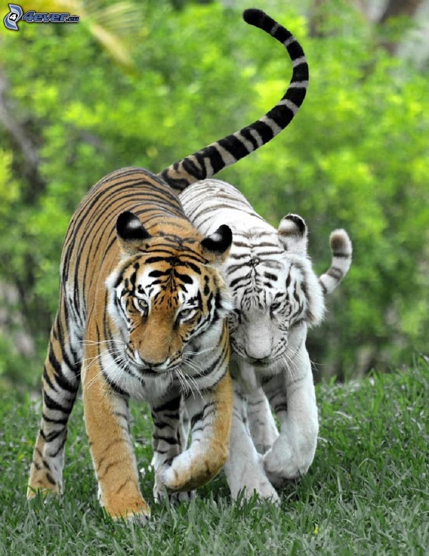 tigre, tigre blanco