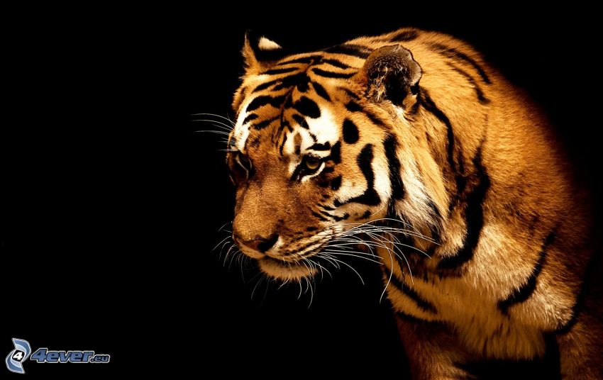 tigre