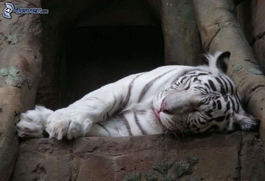 tigre blanco, dormir