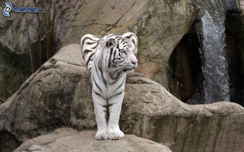 tigre blanco, rocas