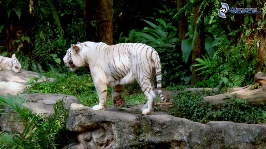 tigre blanco, selva